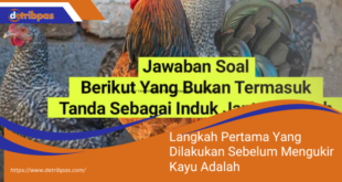 Berikut Yang Bukan Termasuk Tanda Sebagai Induk Jantan Adalah