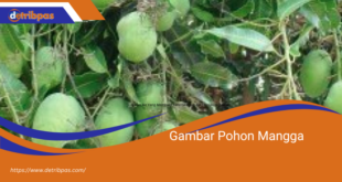 Gambar Pohon Mangga