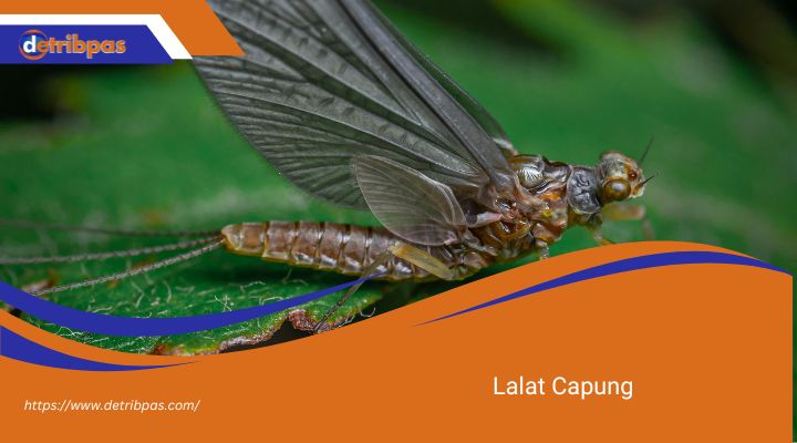 Lalat Capung