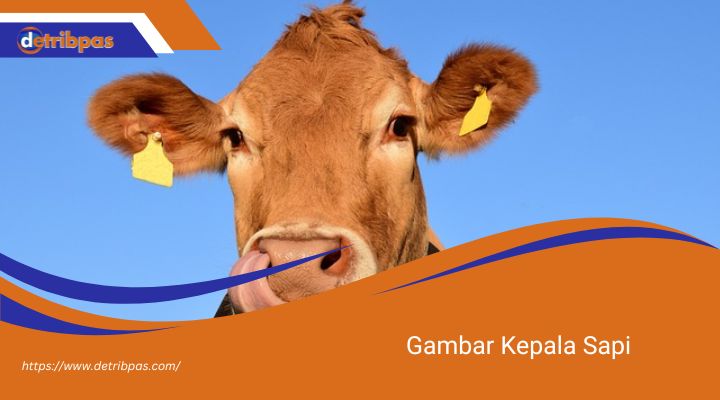 Gambar Kepala Sapi