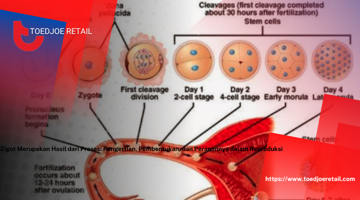 Zigot Merupakan Hasil dari Proses: Pengertian, Pembentukan, dan Peranannya dalam Reproduksi