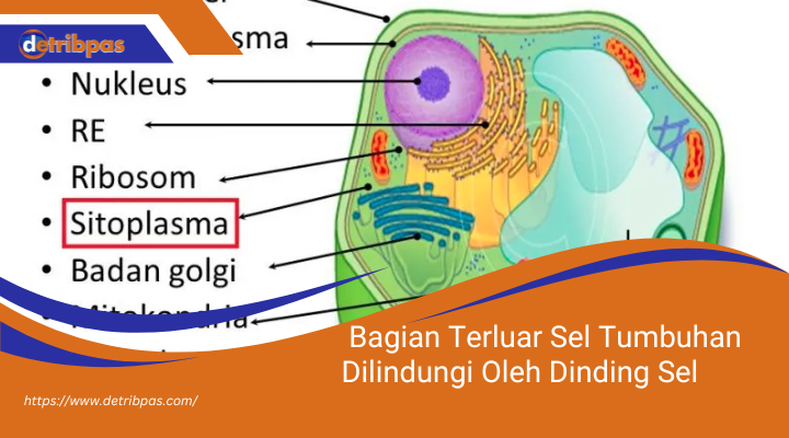 Bagian Terluar Sel Tumbuhan Dilindungi Oleh Dinding Sel