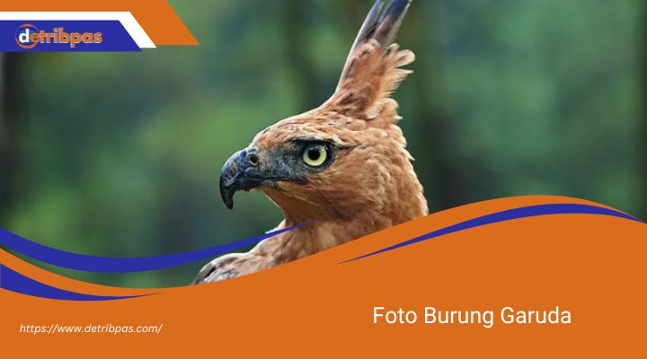 Foto Burung Garuda