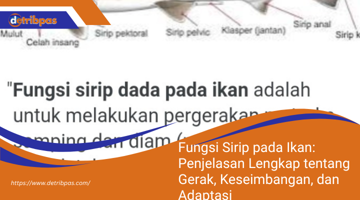 Fungsi Sirip pada Ikan: Penjelasan Lengkap tentang Gerak, Keseimbangan, dan Adaptasi