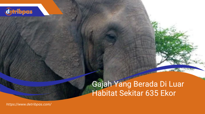 Gajah Yang Berada Di Luar Habitat Sekitar 635 Ekor