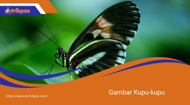 Gambar Kupu-kupu