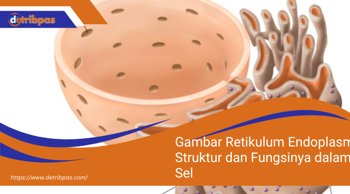 Gambar Retikulum Endoplasma: Struktur dan Fungsinya dalam Sel