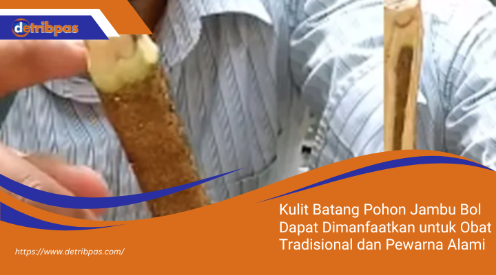 Kulit Batang Pohon Jambu Bol Dapat Dimanfaatkan untuk Obat Tradisional dan Pewarna Alami