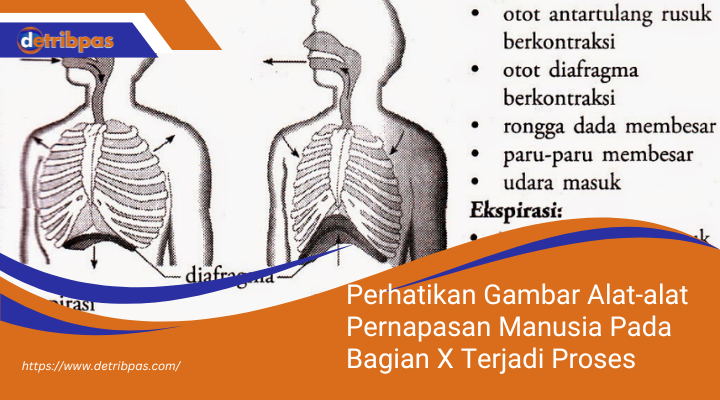 Perhatikan Gambar Alat-alat Pernapasan Manusia Pada Bagian X Terjadi Proses